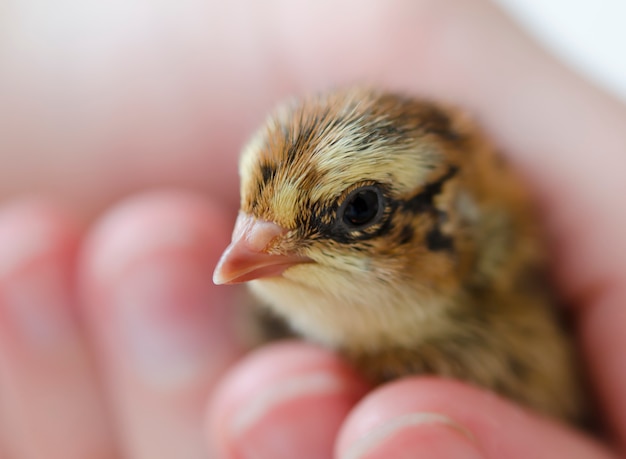 Photo a small spotted quail chick in his hand