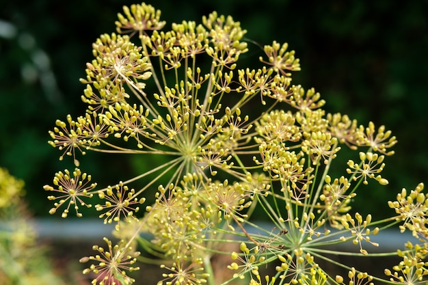 Foto piccoli e sparsi semi di aneto maturano in giardino su un ramo con boccioli a forma di ombrello.