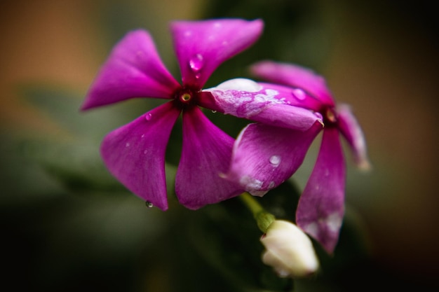 小さな春の花