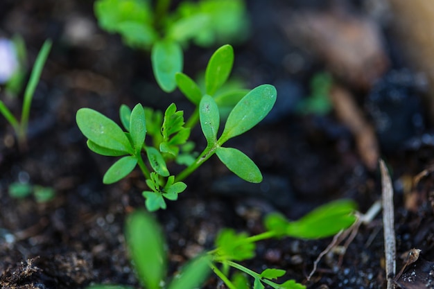 Small Spring sprout in horticultural farm. Concept of a green life. Ecology and environment background.