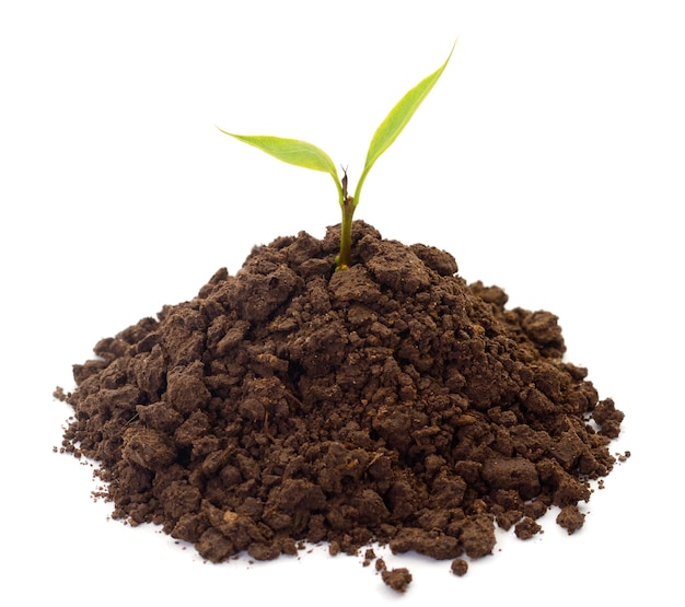 Small sprout in black soil