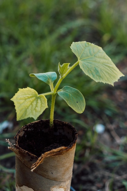 A small sprout of cucumber in a peat pot is ready for planting in the ground