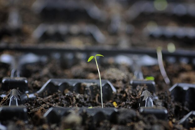 Photo small sprout from seeds