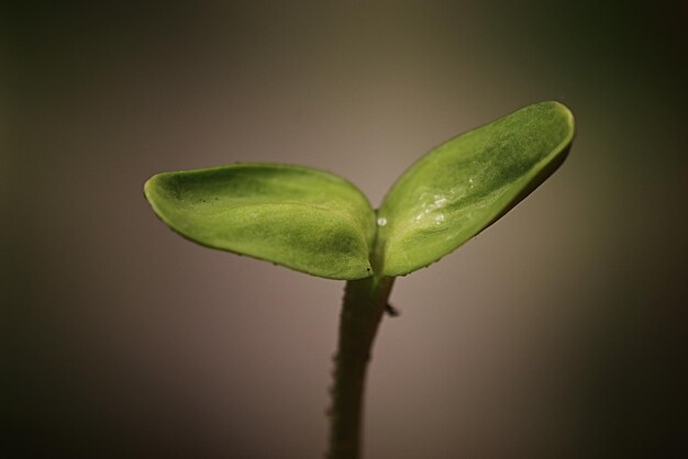 Small sprout from seeds