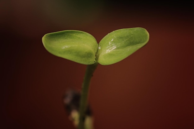 Photo small sprout from seeds