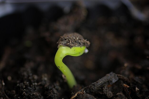 Small sprout from seeds