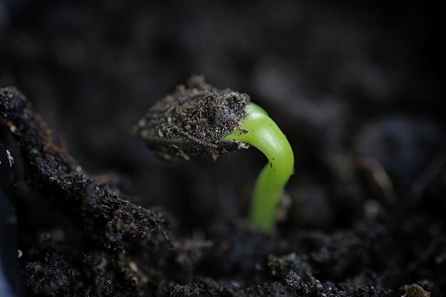 Small sprout from seeds