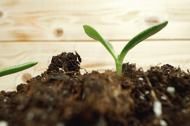 Small sprout of a growing plant in soil close up, macro