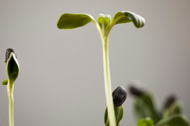 Foto piccola pianta del germoglio su una lente macro su una superficie grigia