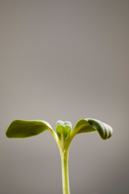 Foto piccola pianta del germoglio su una lente macro su una superficie grigia