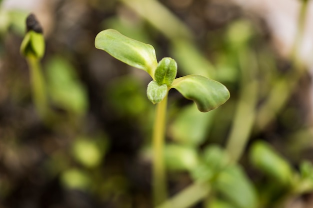 緑の表面のマクロレンズ上の小さな芽植物