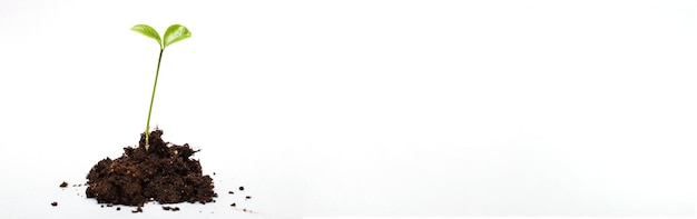 Small sprout seedling in a pile of soil isolated on a white background close