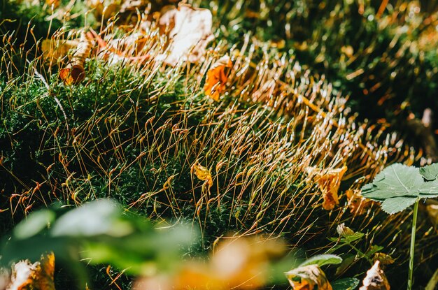 Small sprouted shoots of moss among fallen yellow autumn leaves