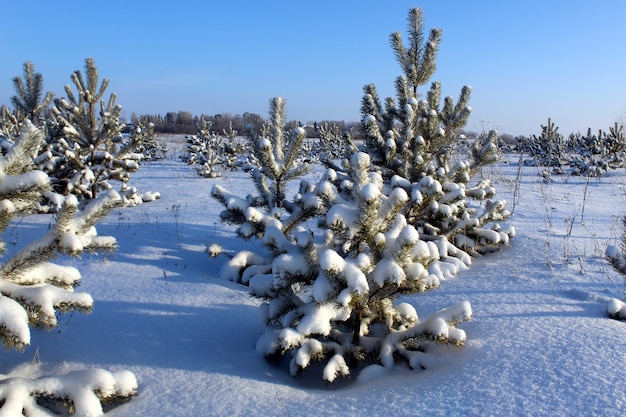 Small spruce trees stand under a thick layer of snow. Sunny frosty day with sharp long shadows. Beautiful countryside landscape.