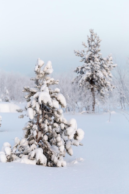 冬の森に非常に雪に覆われた枝を持つ小さなトウヒ