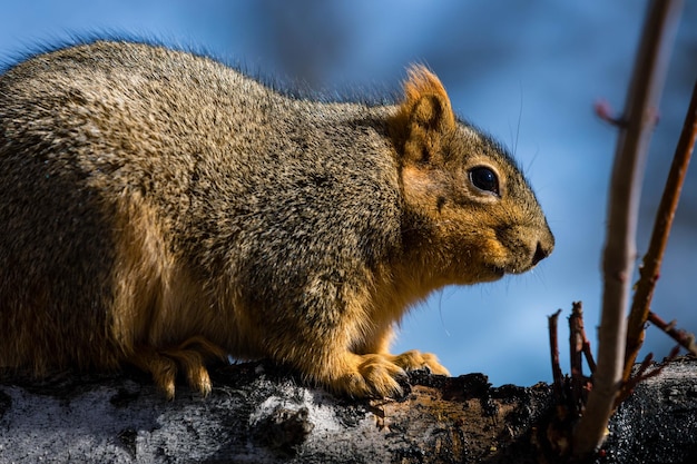 Photo the small squirrel is sitting on the branch outside his home