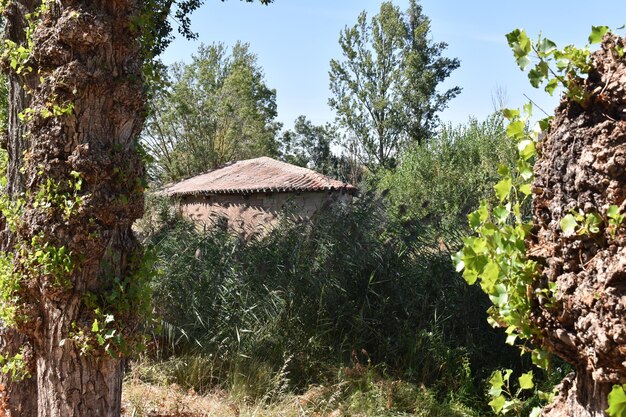 Photo small stone house hidden in the big green foliage in the forest