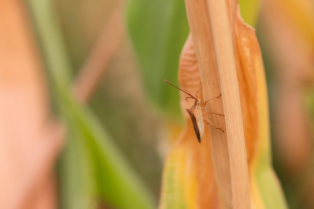 Small strange insect On dry leaves In the field In the sunset