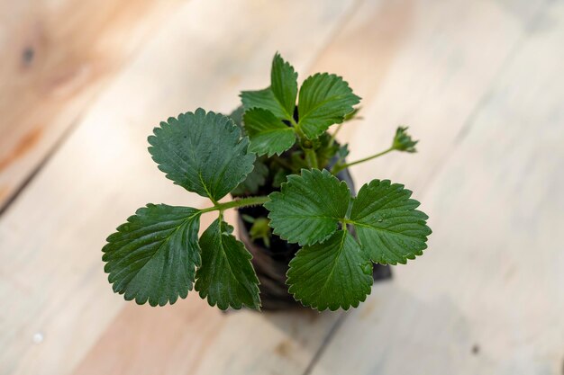 コピー スペースを持つ小さなイチゴの植物