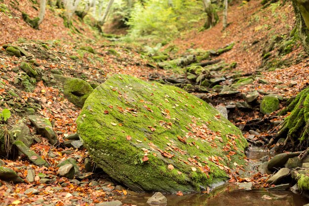 Photo a small stream in autumn beech forest.