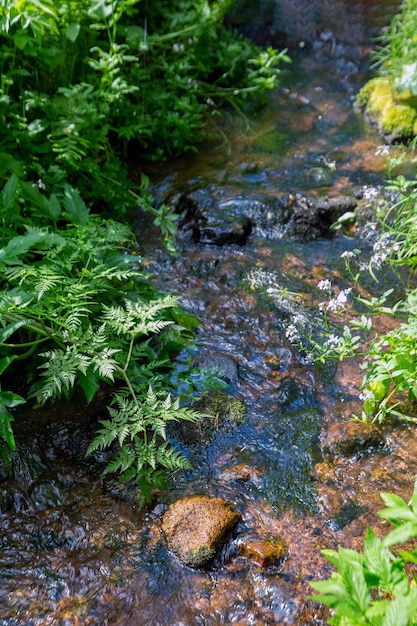 Foto piccolo ruscello nella foresta tra boschetti verdi