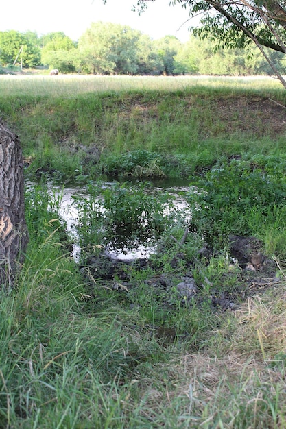 A small stream in a grassy area
