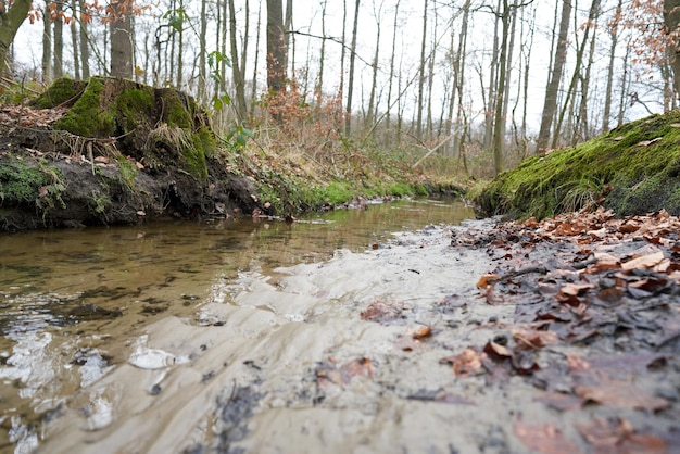 Photo a small stream in a green forest