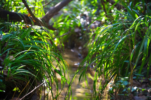 Small stream running through ferns