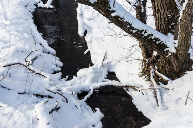 Piccolo ruscello nel bosco innevato