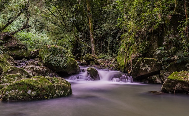 Small stream and trees landscape