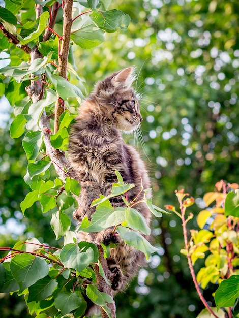 Small striped cat sits on a branch of a tree. Animals in nature