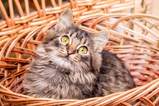 A small striped cat sits in a wicker basket and looks attentively upwards