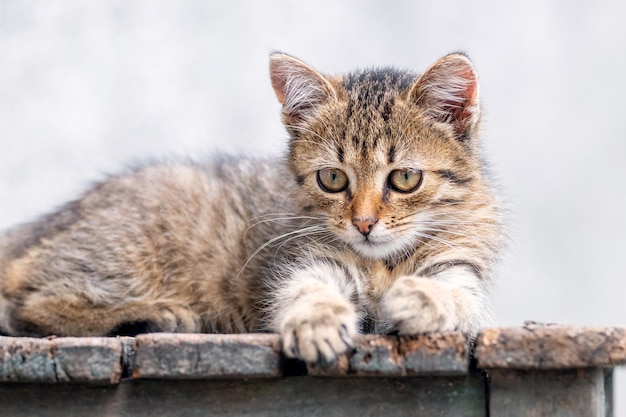 A small striped cute kitten lies on a wooden chair