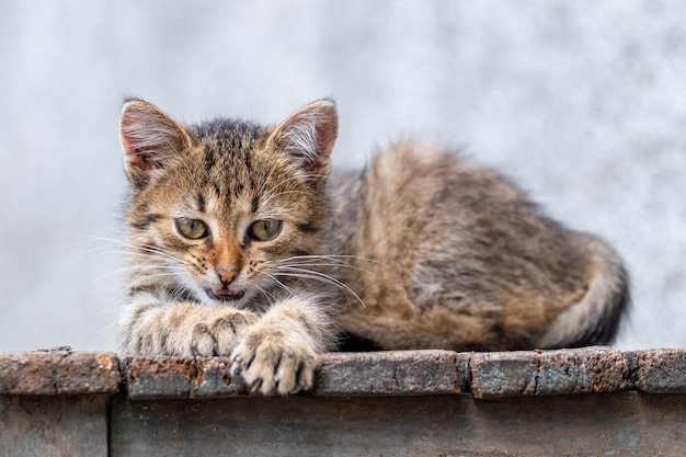 A small striped cute kitten lies on a wooden chair