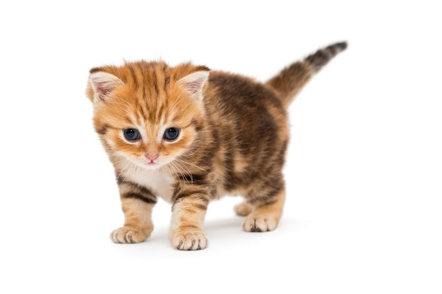 Small striped kitten breed British marble