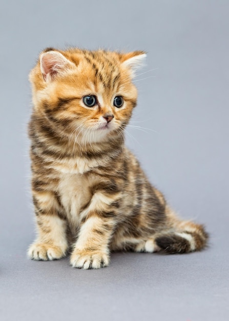 Small striped kitten breed British marble