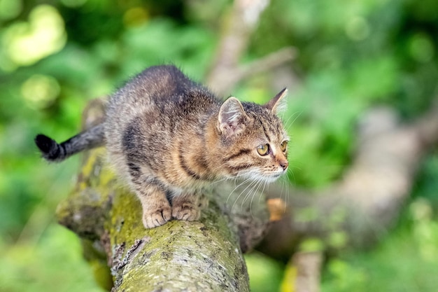 Small striped kitten in the garden on a fallen tree