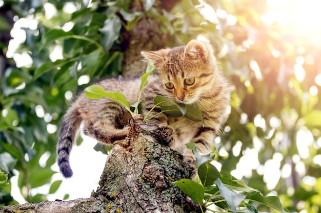 Small striped kitten in the garden on a tree in sunny weather