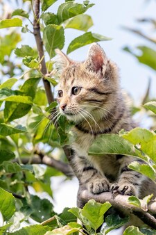 木​の​高い​ところに​ある​小さな​縞​模様​の​子猫