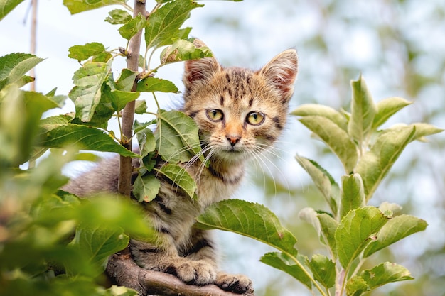 Small striped kitten high up in a tree