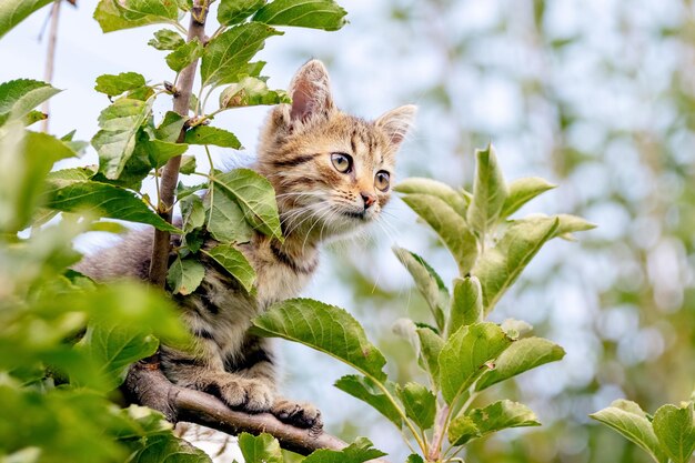 Small striped kitten high up in a tree