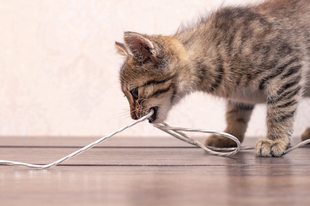 A small striped kitten is playing with a wire in the office. The kitten tries to peerkusyty wire