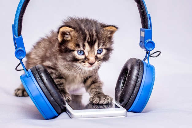 A small striped kitten near a mobile phone and headphones. Turn on the phone and listen to music. Mastering of modern technologies_