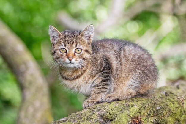 Un piccolo gattino a strisce si siede su un ramo di un albero