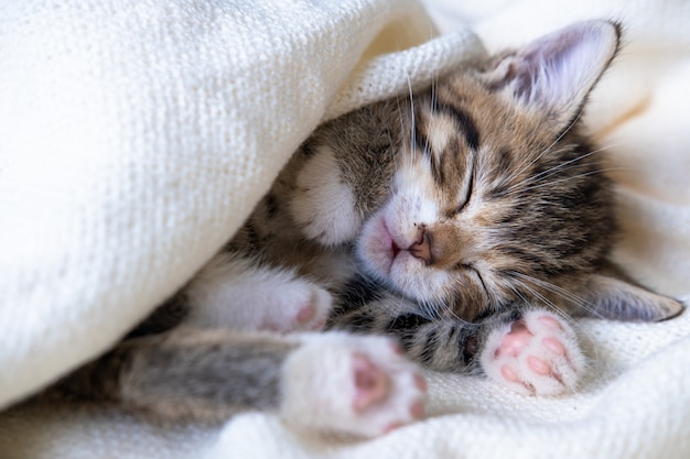 Small striped kitten sleeps covered with white light blanket. Concept of adorable pets.