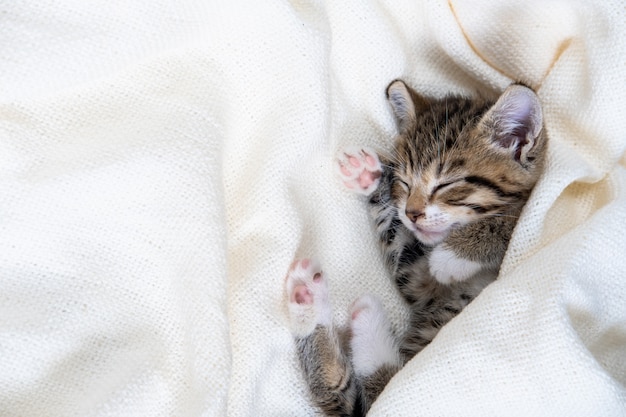 Маленький полосатый котенок спит покрытый белым легким одеялом. понятие об очаровательных домашних животных. copyspace