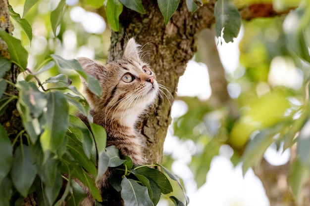 A small striped kitten on a tree looks up