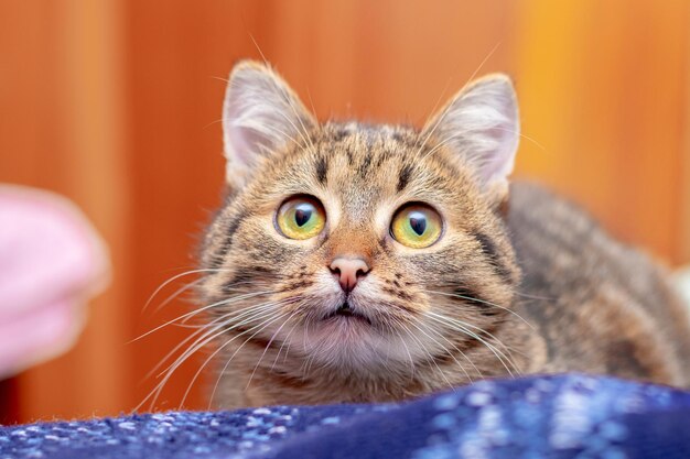 Small striped kitten with big eyes looks intently forward portrait of a kitten