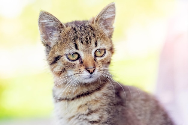 Piccolo gattino striato con sguardo concentrato su sfondo chiaro