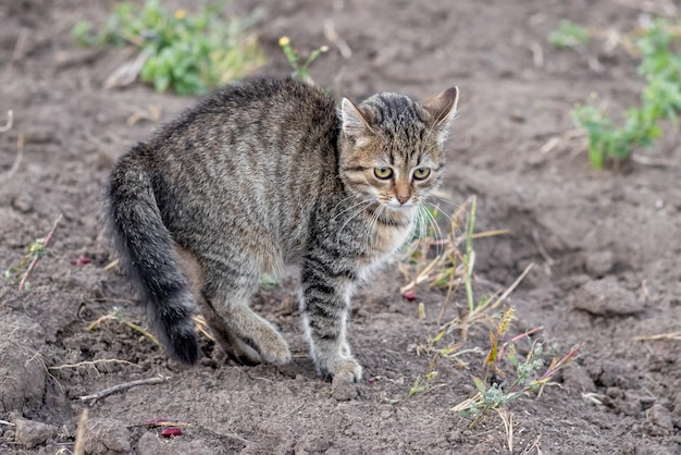 湾曲した背中を持つ小さな縞模様の怖い子猫